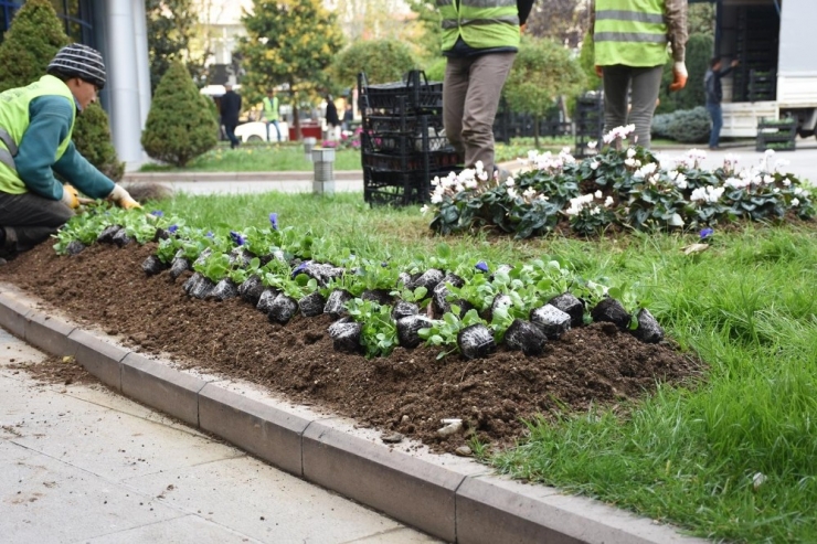 Mevsimlik Çiçek Dikimi Başladı