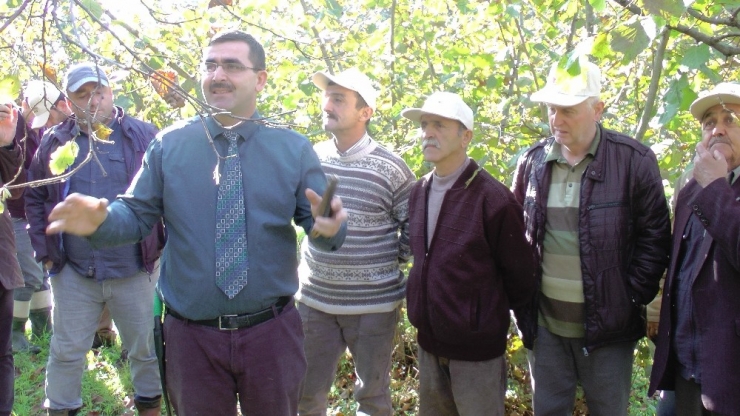 Yarıcı Fındık Üreticisine Tarlada Uygulamalı Eğitim