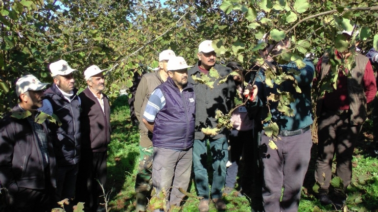 Yarıcı Fındık Üreticisine Tarlada Uygulamalı Eğitim
