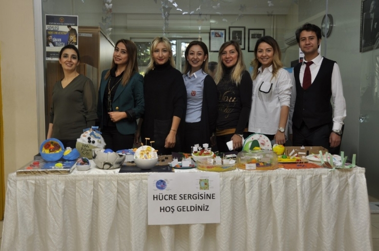 Gkv’li Öğrencilerden Hücre Modelleri Sergisi