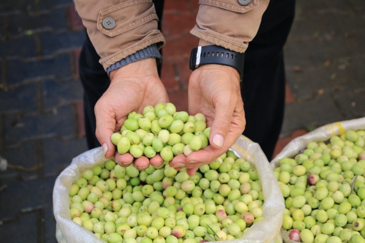 Yeşil Zeytin Tezgahlardaki Yerini Aldı