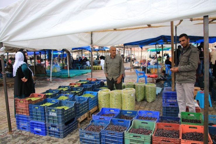 Yeşil Zeytin Tezgahlardaki Yerini Aldı