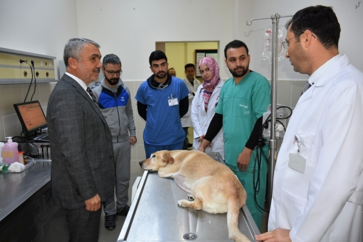 Omü Hayvan Hastanesi 7/24 Acil Hizmete Başladı