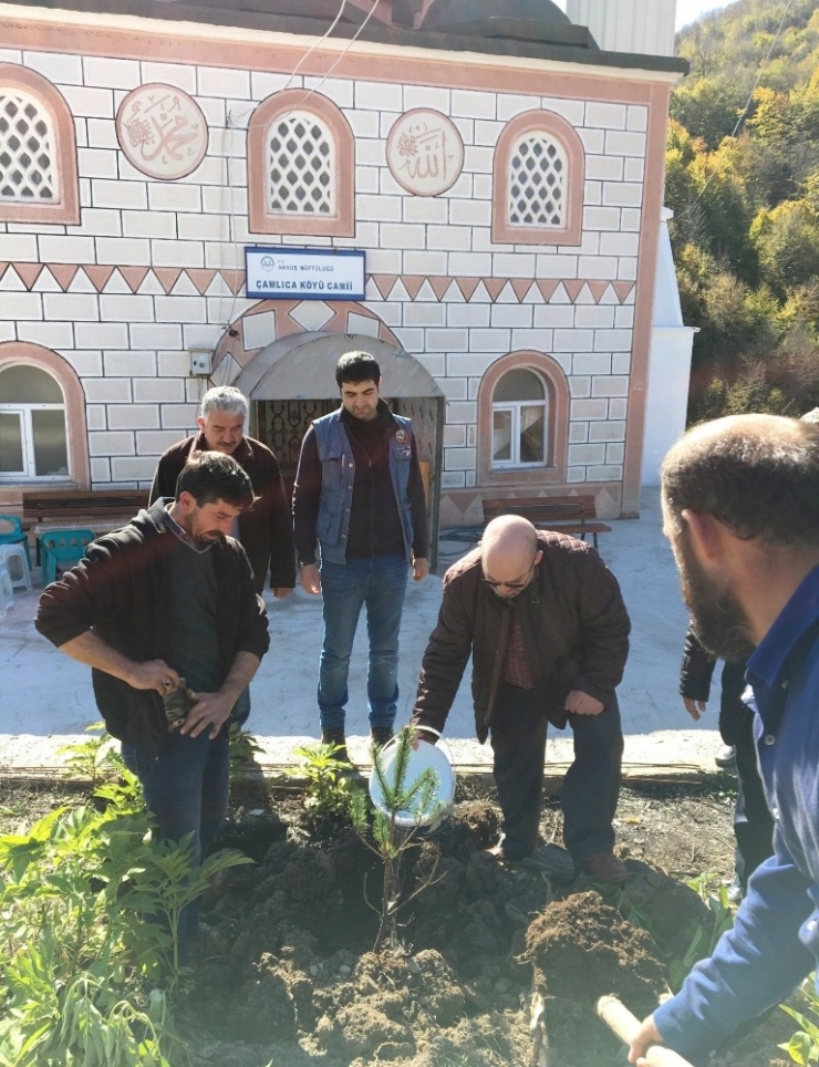 Akkuş’ta 72 Caminin Bahçesi Ağaçlandırıldı