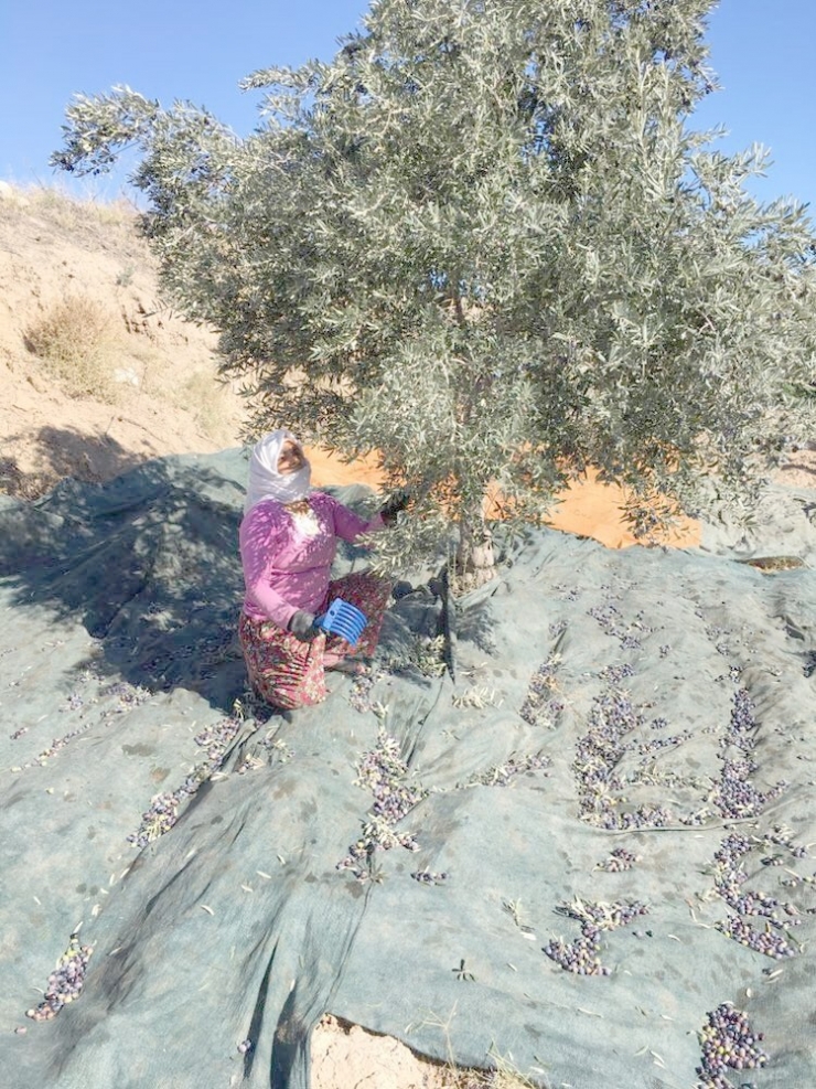 Zeytinde Rekolte Düşük Ancak Üreticiler Fiyatlardan Umutlu