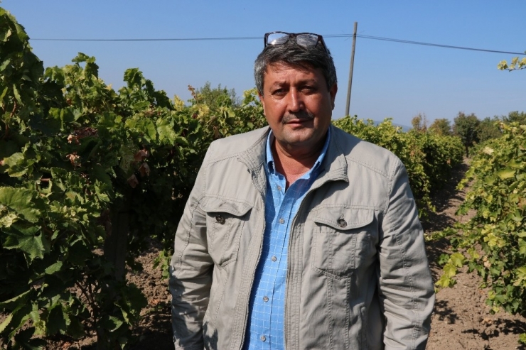 Zeytinde Rekolte Düşük Ancak Üreticiler Fiyatlardan Umutlu