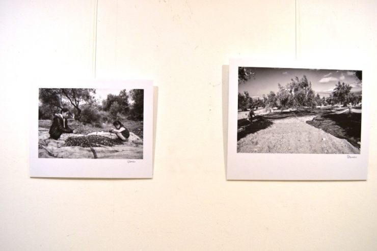 Ayvalık’ta Fidandan Sofraya Zeytini Anlatan Sergi