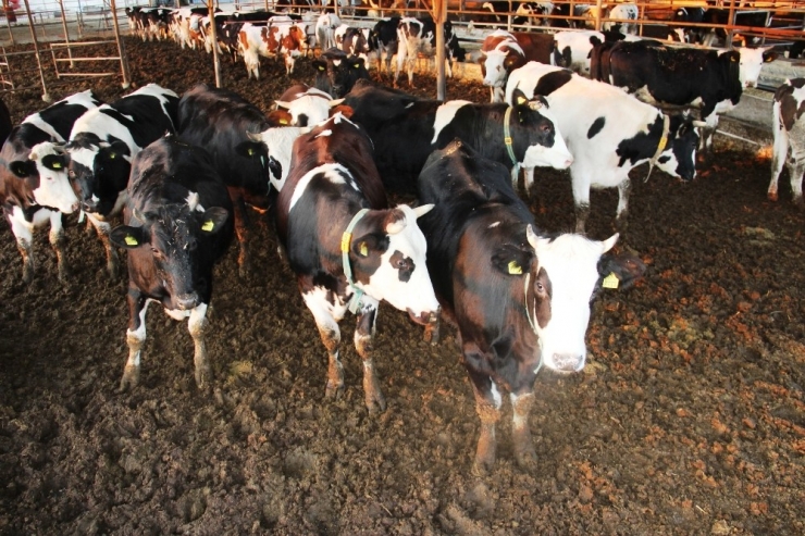 Yüksek Fiyatların Nedeni ’Girdi Maliyeti’