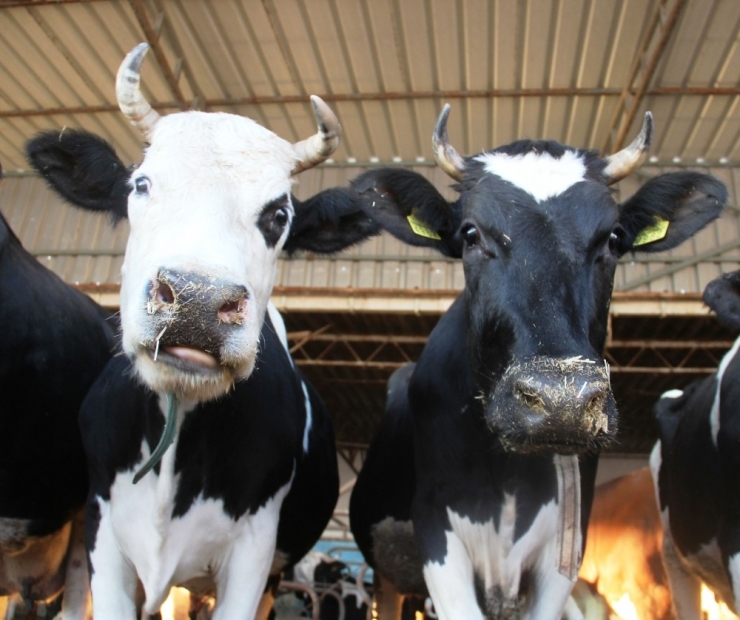 Yüksek Fiyatların Nedeni ’Girdi Maliyeti’