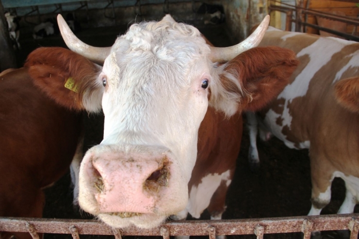 Yüksek Fiyatların Nedeni ’Girdi Maliyeti’