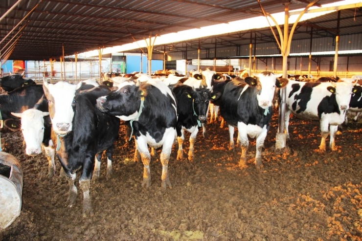 Yüksek Fiyatların Nedeni ’Girdi Maliyeti’