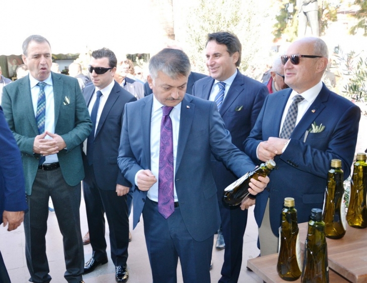 13. Ayvalık Zeytin Hasat Günleri ’Zeytine Minnet’ Yürüyüşü Ve Açılış Seremonisiyle Başladı