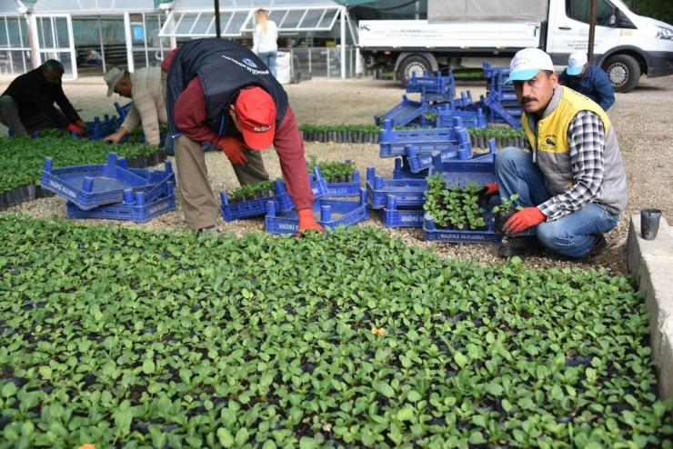 Salihli’de 200 Bin Mevsimlik Çiçek Toprakla Buluşuyor