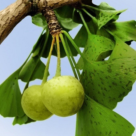 Hafıza Ve Baş Dönmesinde Ginkgo Biloba Etkisi