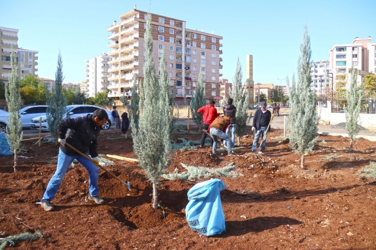 Bağlar’da Yeşil Alan Ağaçlandırıldı