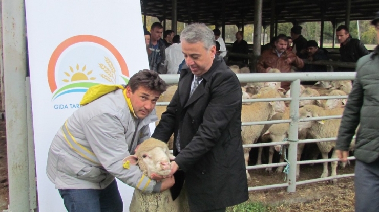 Karabük’te Damızlık Koç Dağıtıldı