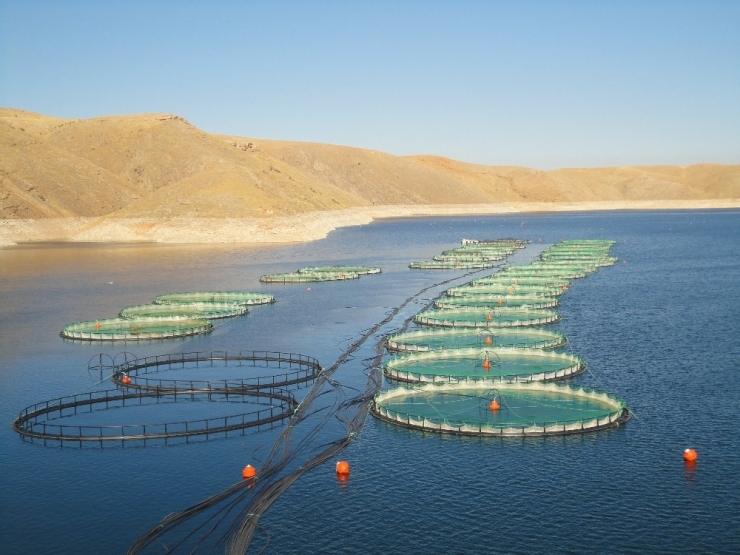 Elazığ’dan 10 Ayda 6,5 Milyon Euroluk Alabalık İhracatı