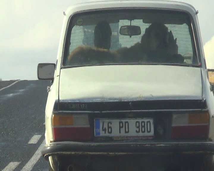 Çoban Köpeğinin Otomobilde Seyahat Keyfi