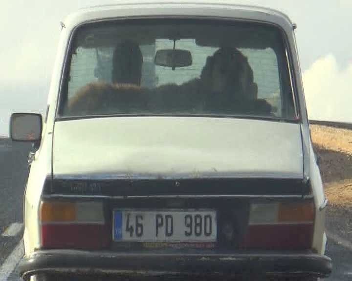 Çoban Köpeğinin Otomobilde Seyahat Keyfi