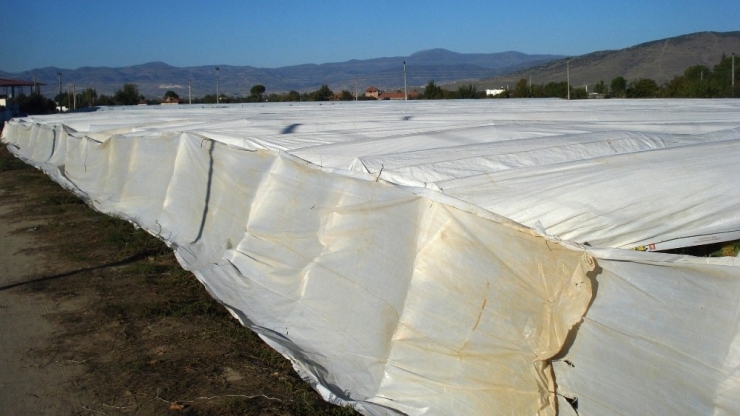 Önlem Alınan Bağlar Don Zararından Etkilenmedi