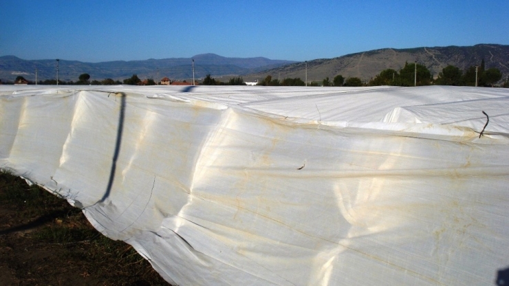 Önlem Alınan Bağlar Don Zararından Etkilenmedi