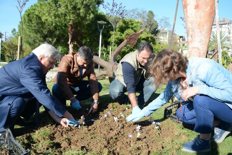 Sinop Çiğdemi Dikildi