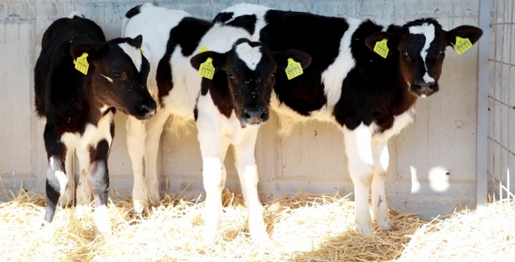 Üreticiler Süt Ürünlerinin Fiyatlarındaki Artışa Tepkili