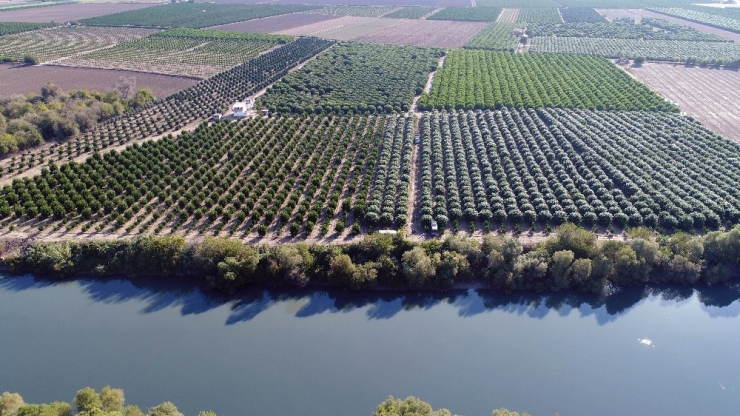 Adana’da Greyfurt Hasadı Başladı