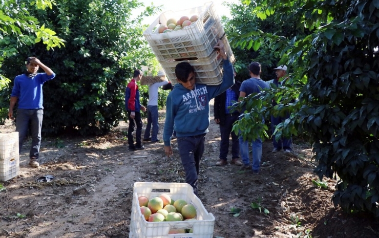 Adana’da Greyfurt Hasadı Başladı