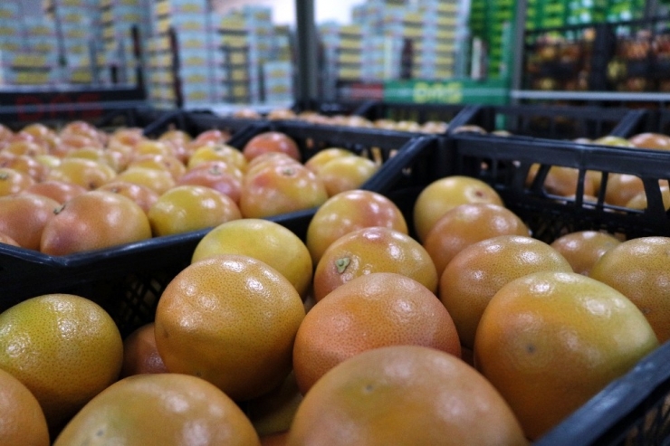 Adana’da Greyfurt Hasadı Başladı