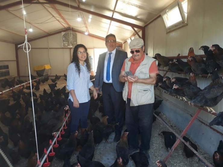 Gezer Tavuklar Üretime Başladı