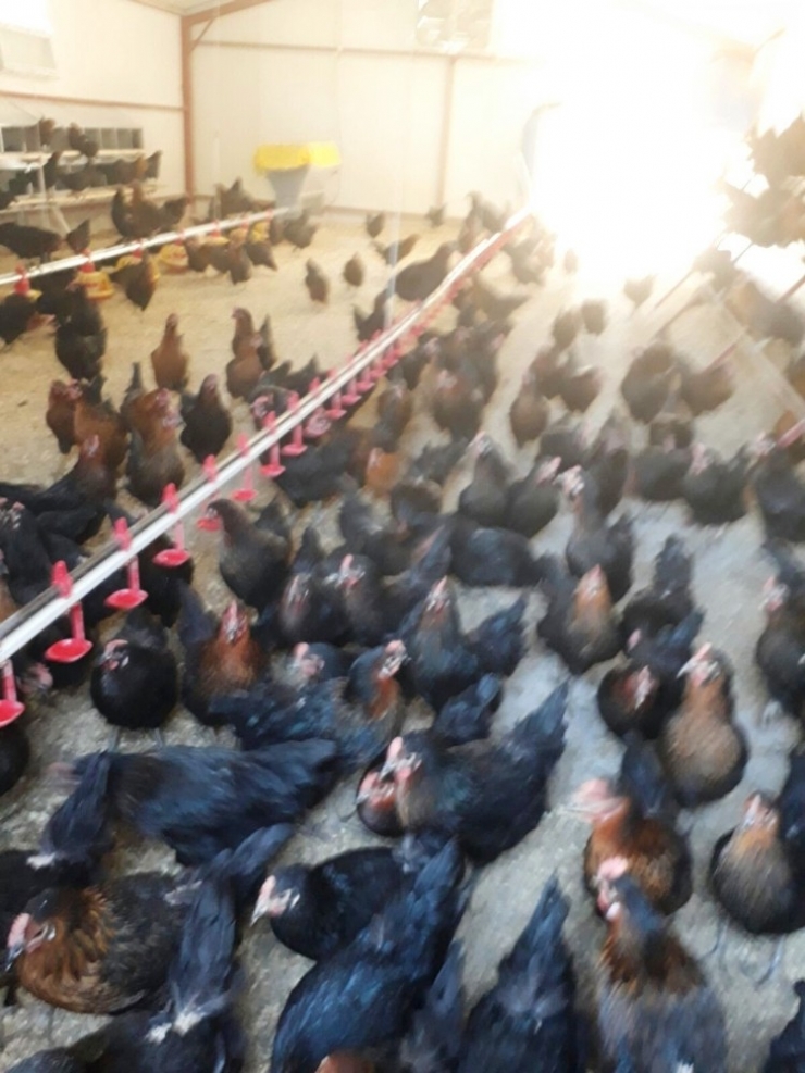 Gezer Tavuklar Üretime Başladı