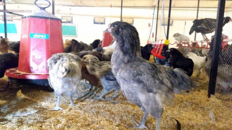 Dünyanın En Büyük Mavi Yumurta Damızlık Tesisi Sakarya’da Açıldı