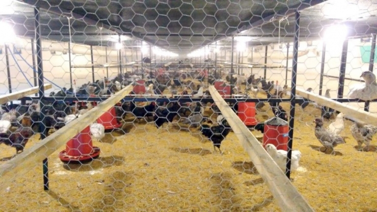 Dünyanın En Büyük Mavi Yumurta Damızlık Tesisi Sakarya’da Açıldı