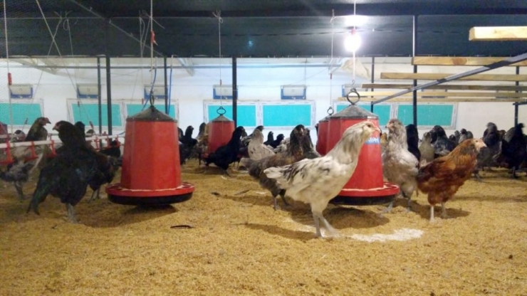 Dünyanın En Büyük Mavi Yumurta Damızlık Tesisi Sakarya’da Açıldı