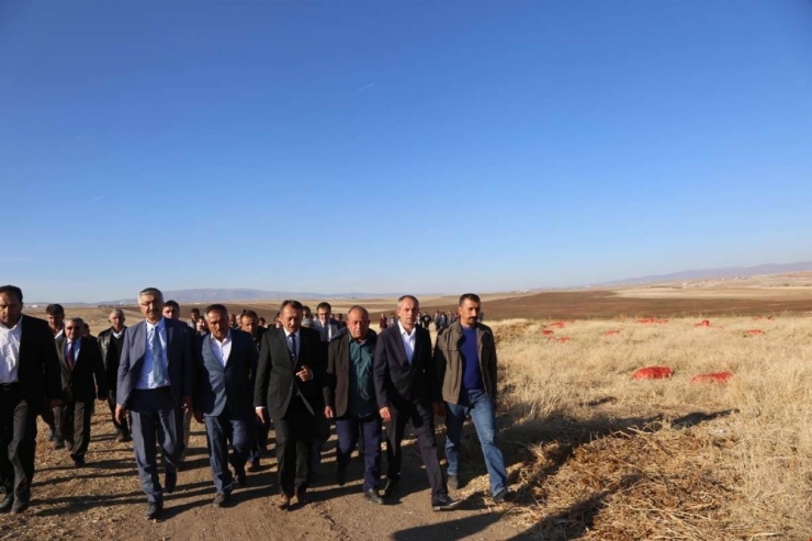 Çorum’da İkinci Ürün Hasadı