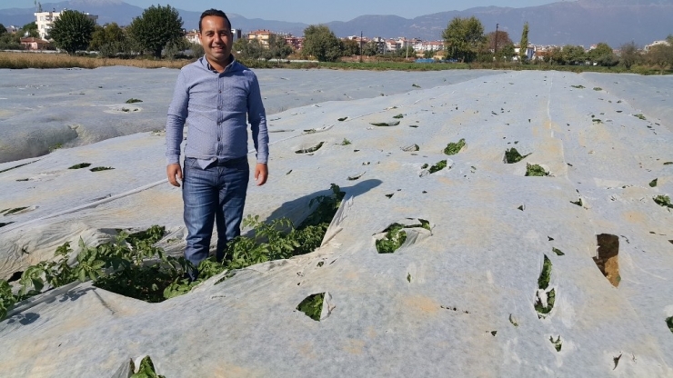 Üreticiler Endişelendi, Bütün Tarlalar Elyaf Örtüyle Kaplandı
