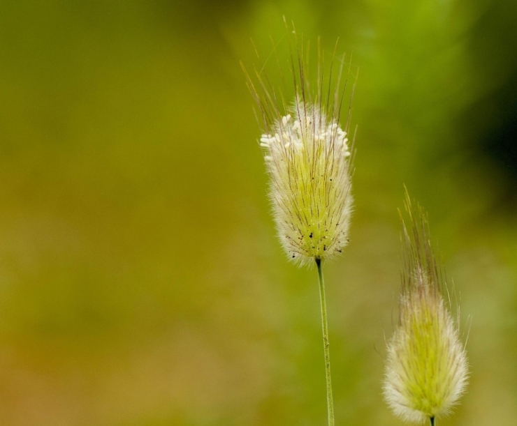 Girilmesi Yasak Olan Ormandaki Mantar Türleri Başka Ormanlarda Yok