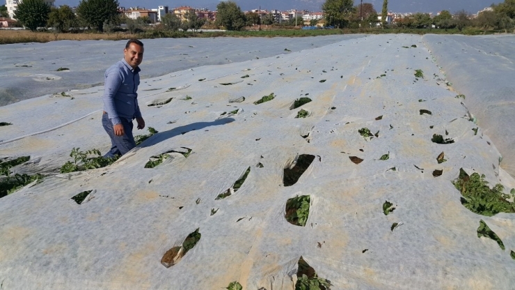 Üreticiler Endişelendi, Bütün Tarlalar Elyaf Örtüyle Kaplandı