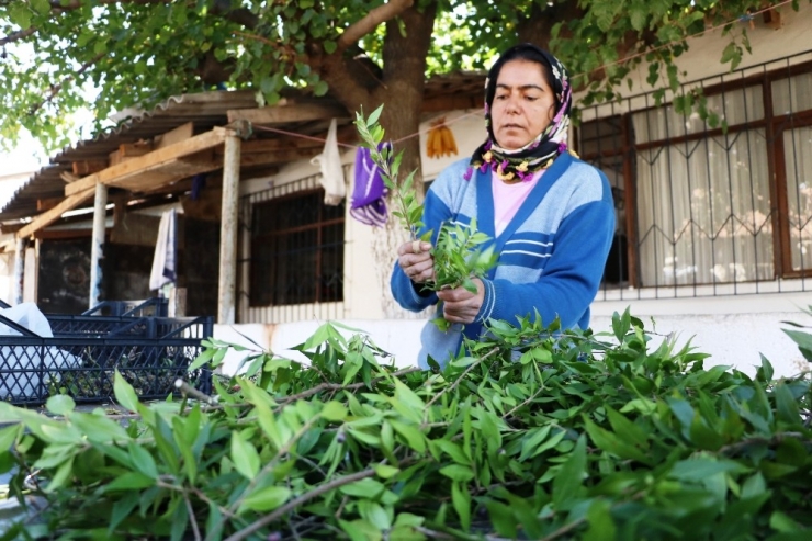 Avrupa’nın Kapı Ve Duvarlarını Antalyalı Kadınlar Süslüyor