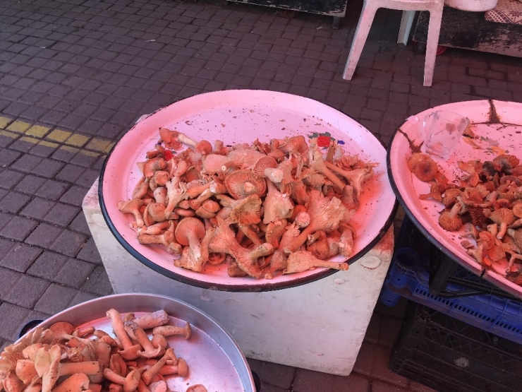 Fındık Mantarı Tezgahlarda