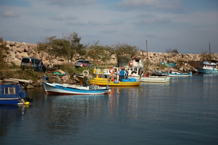Karadeniz’de Palamudun Yerini Hamsi Aldı.