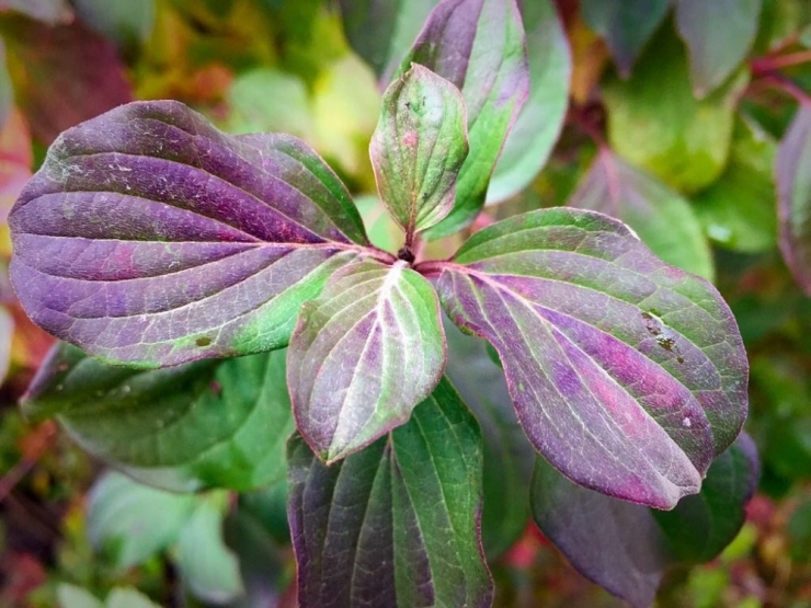 Beytüşşebap’ta Kartpostallık Görüntüler Oluştu