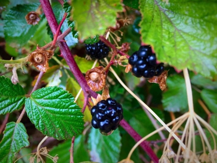 Beytüşşebap’ta Kartpostallık Görüntüler Oluştu