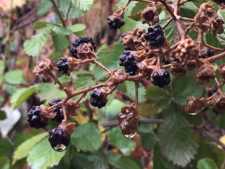 Beytüşşebap’ta Kartpostallık Görüntüler Oluştu