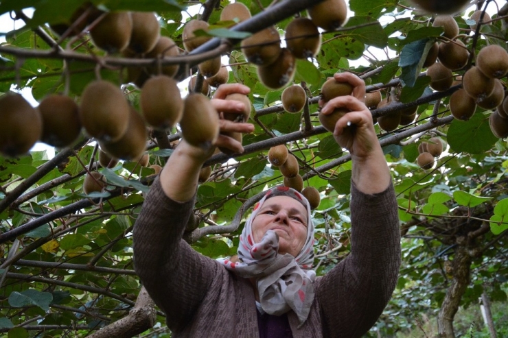 Ordu’nun İç Kesimlerinde Kivi Hasadı Başladı