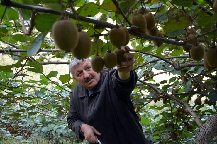 Ordu’nun İç Kesimlerinde Kivi Hasadı Başladı
