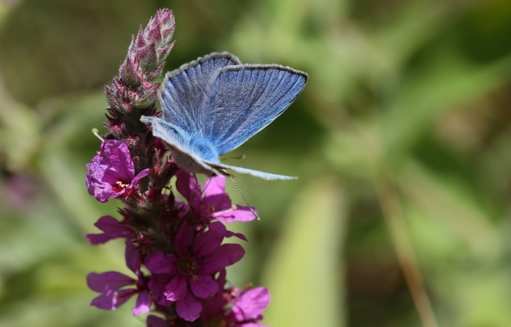 "Saimbeyli Mavisi" Tarım Fuarı’nda Kanat Çırpacak