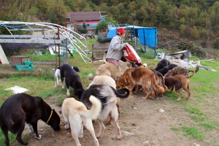 Terk Edilmiş 120 Köpeğe Yuva Oldular