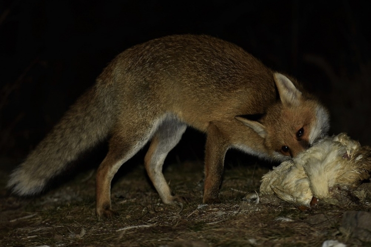 Başkent’in Yaban Hayatına Köpek Tehdidi Fotokapan İle Görüntülendi